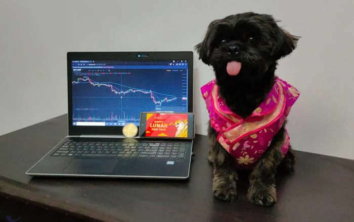 DOGEKING是什么币种？沈腾春晚提及的元宇宙DOGEKING币介绍