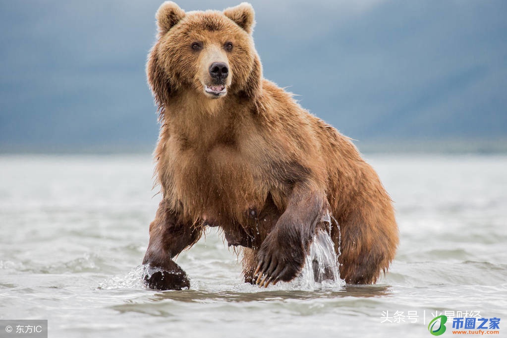 一个区块链项目的40种死法